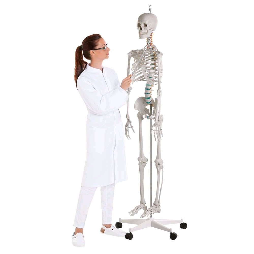 Full body anatomy skeleton male, anatomically movable detachable limb