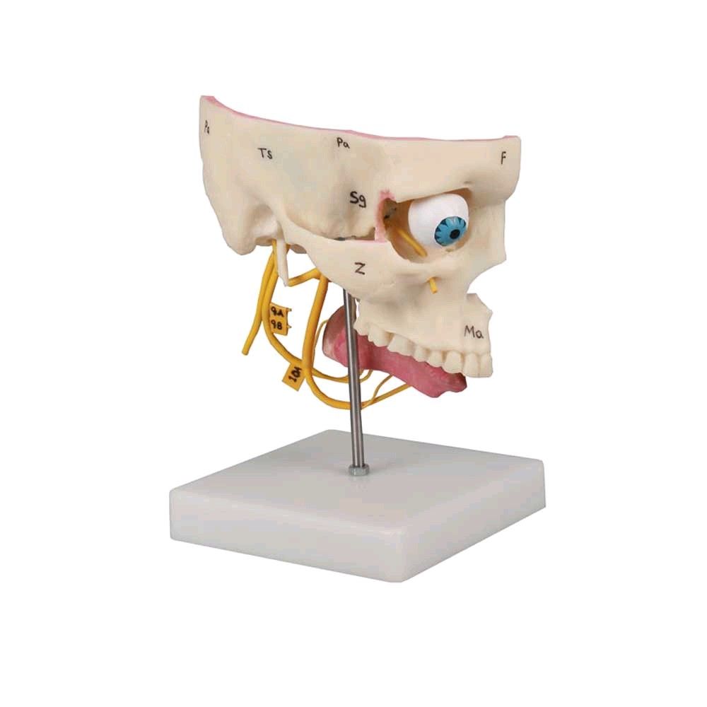 Model of the sense organs of Erler Zimmer, life-size, nomenclature, CD