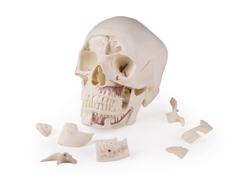 Erler Zimmer Model, Demonstration Skull, 14 Parts