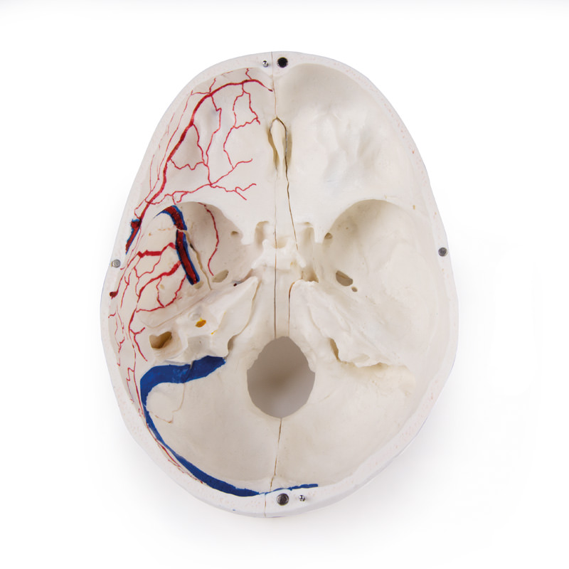 Erler Zimmer Model, Demonstration Skull, 14 Parts