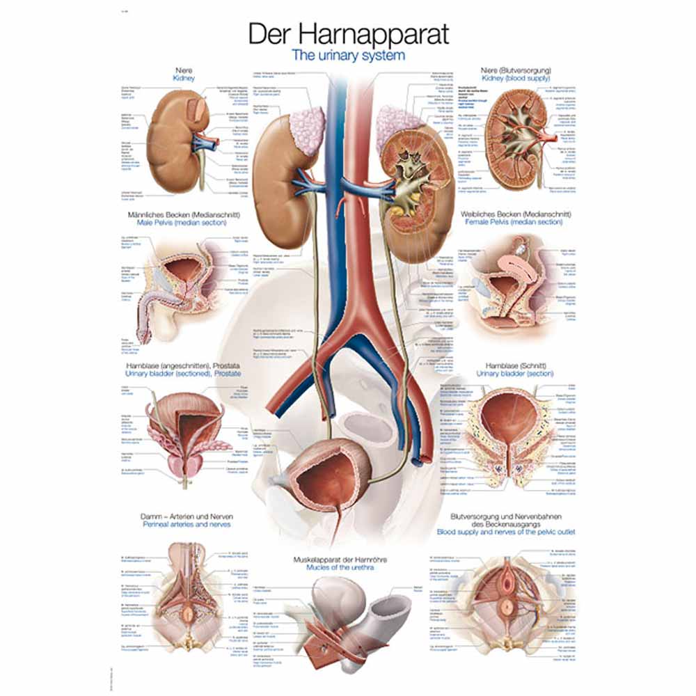 Erler Zimmer Anatomical Chart "Urinary System", 50x70cm