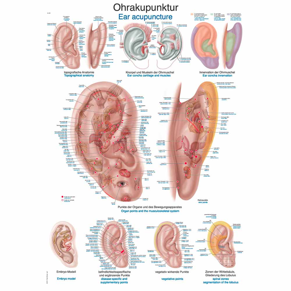 Erler Zimmer Anatomical Chart "Ear Acupuncture", 70x100cm