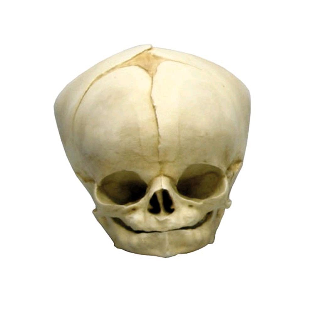 Erler Zimmer fetus skull anatomy model, 40,5 Development Weeks