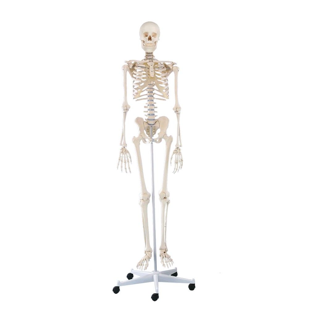 Erler Zimmer full body skeleton, anatomical, 1.76 cm, Skeleton Willi