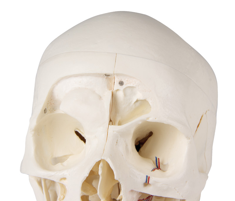 Erler Zimmer Model, Demonstration Skull, 14 Parts