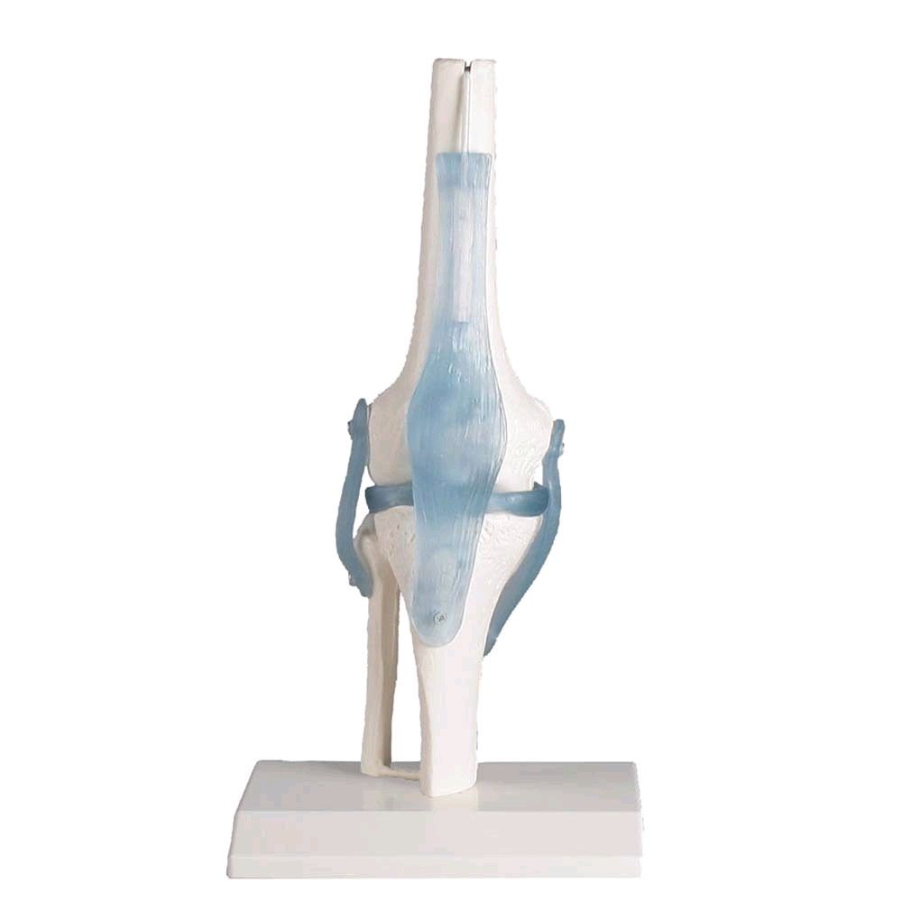 Erler Zimmer Knee joint + ligaments model, mobile, with tripod