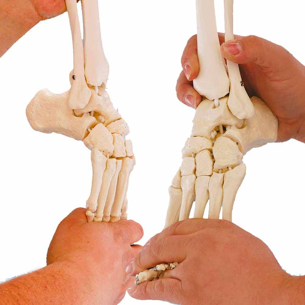 Erler Zimmer Leg Skeleton w. Half Pelvis, Flexible Foot, Diff. Var.