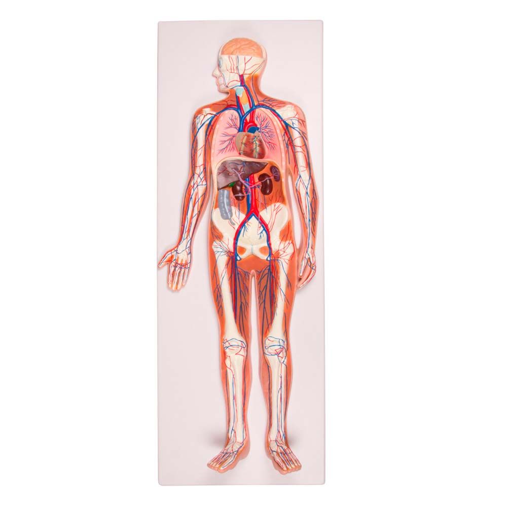 Erler Zimmer Relief Model - Circulatory System, 1/2 Life Size, 2 Part
