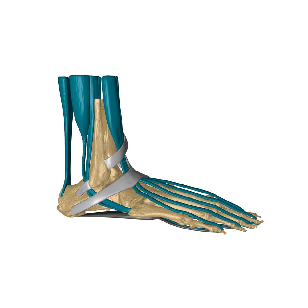 Erler Zimmer Foot Skeleton Model with Ligaments