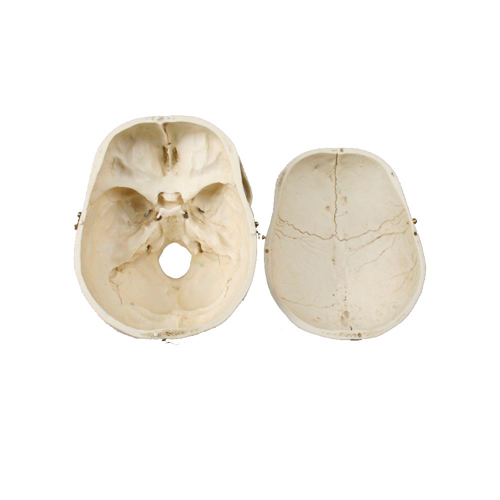 Erler Zimmer Adult Skull, Separable, Male