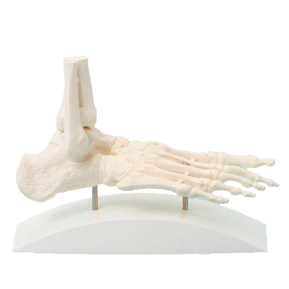 Erler Zimmer Foot Skeleton Model - One Piece, with Stand