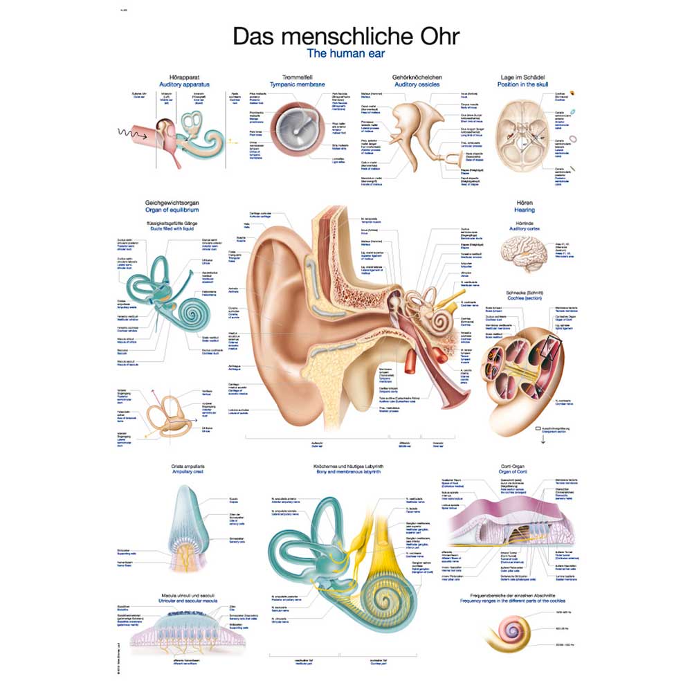 Erler Zimmer Anatomical Chart "The Human Ear", 50x70cm