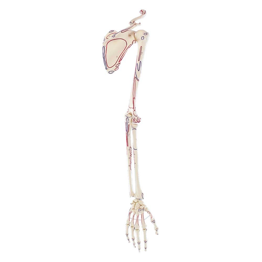 Erler Zimmer Skelton of Arm with Shoulder Girdle/Muscle Markings