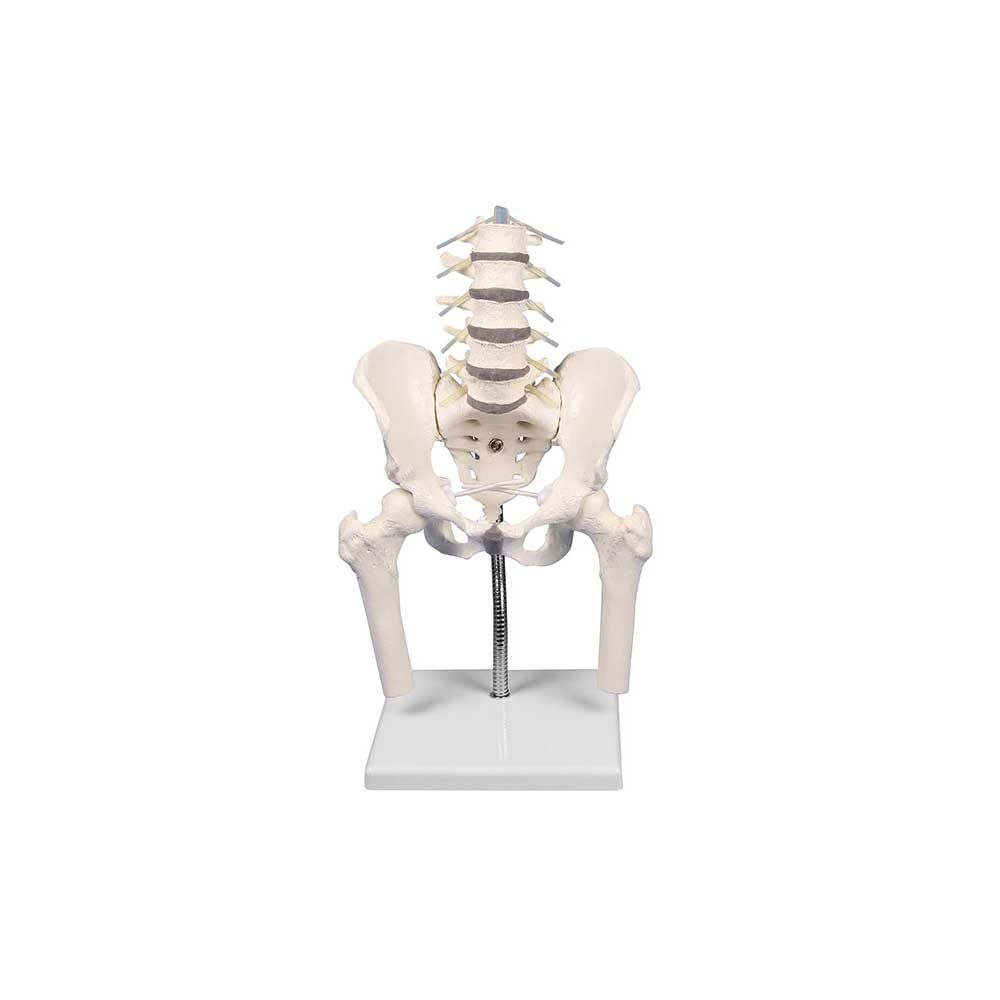 Erler Zimmer Lumbar Spine w. Pelvis and Femoral Stumps, Movable