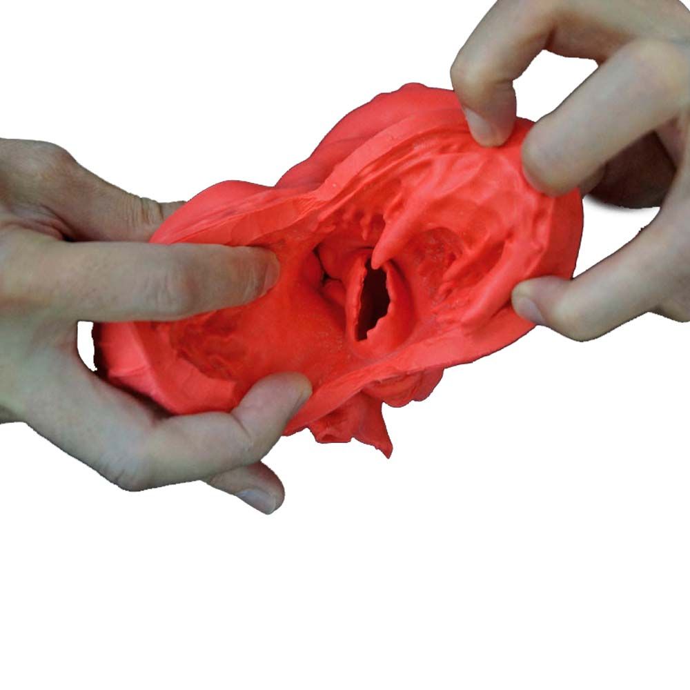 Erler Zimmer Heart Model, Flexible, Didactical, Red