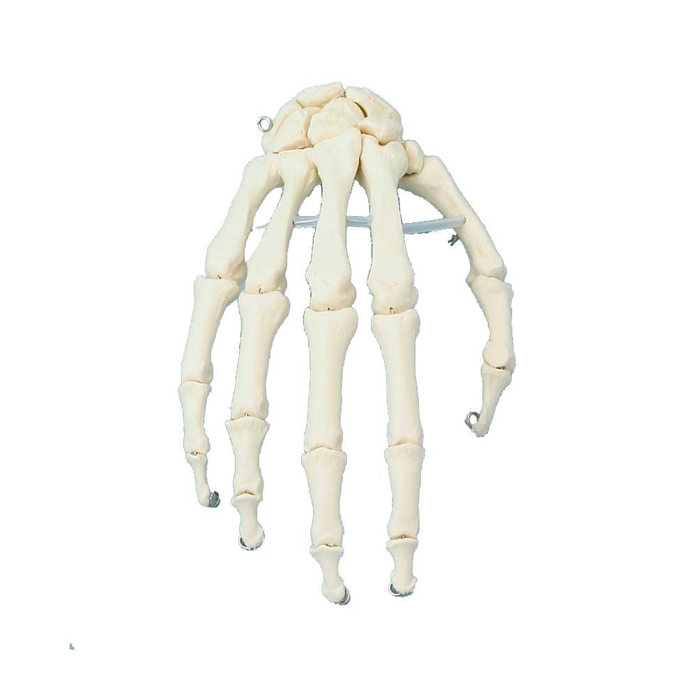Erler Zimmer Hand-Skeleton, Movable, on Wire