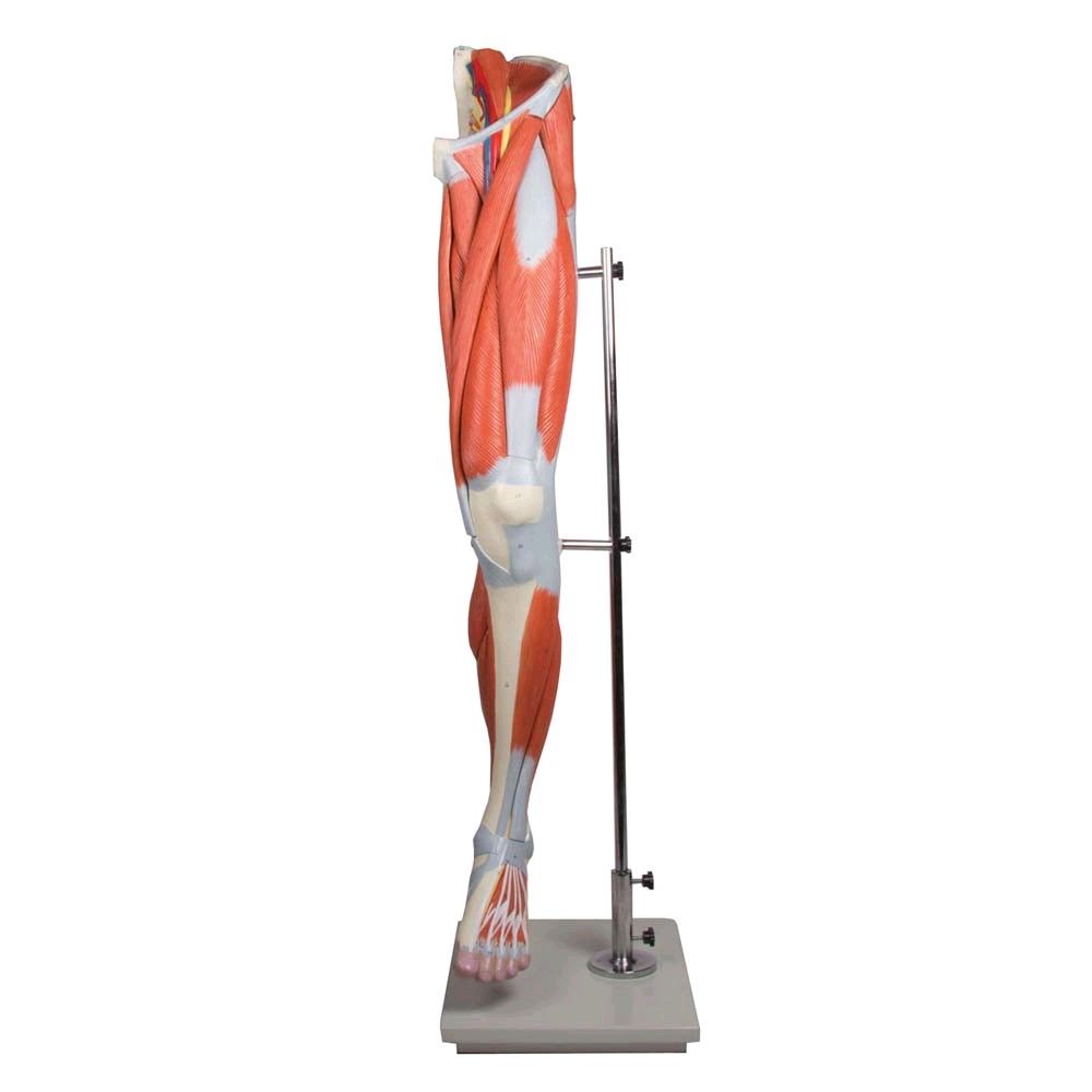 Leg muscles model by Erler Zimmer, can be dismantled, life-size, stand