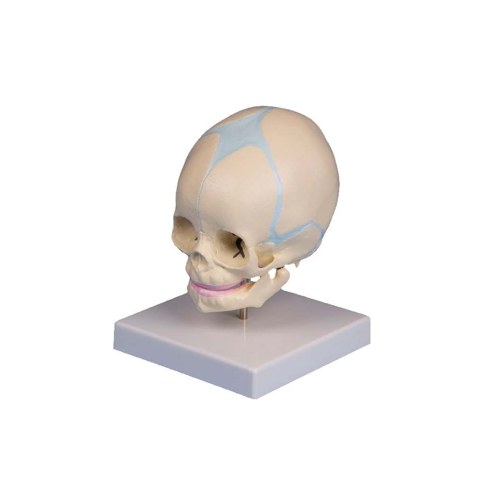 Erler Zimmer Model, Fetus Skull, 30. Week, Natural Casting