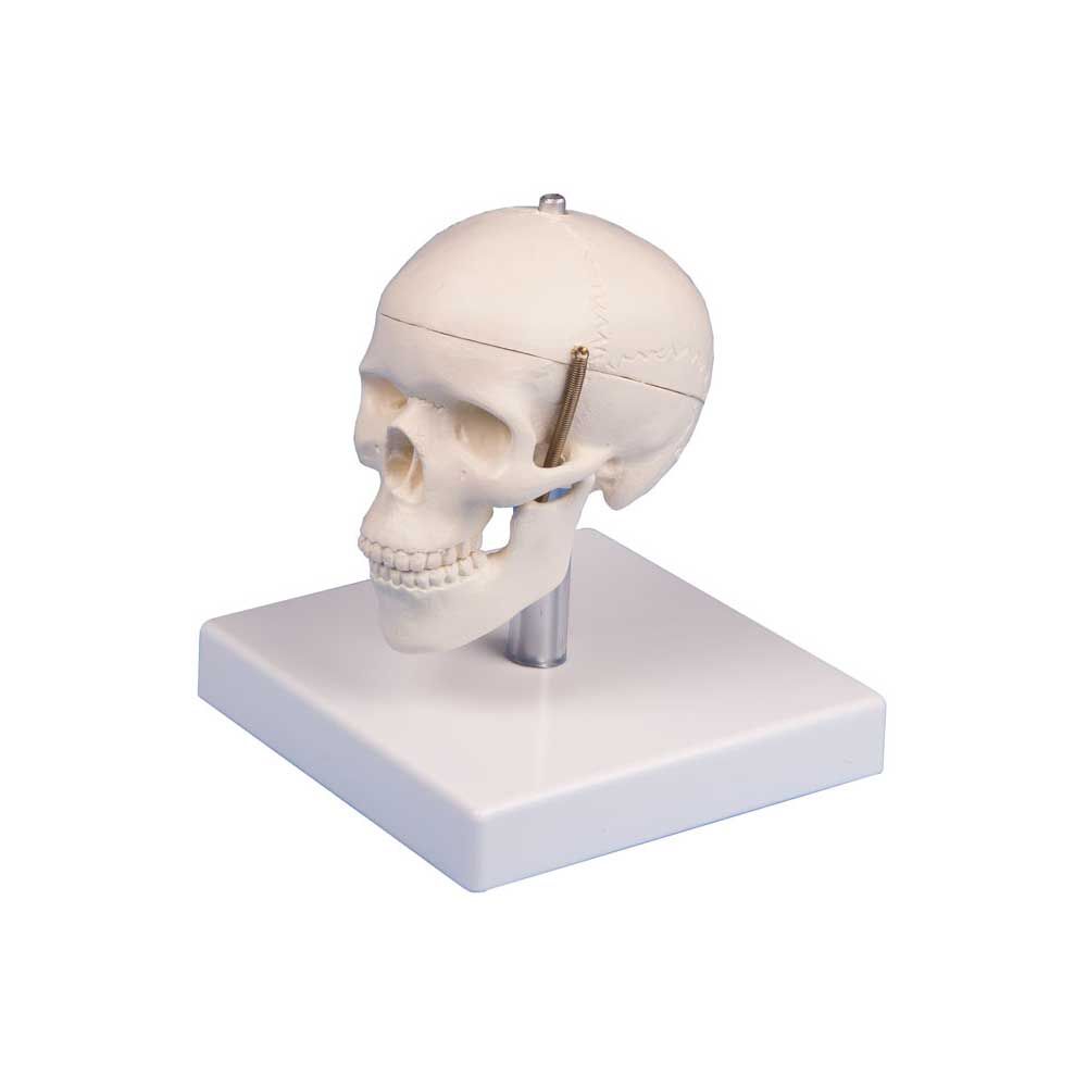 Erler Zimmer Miniature Skull, 3 Parts, with Stand