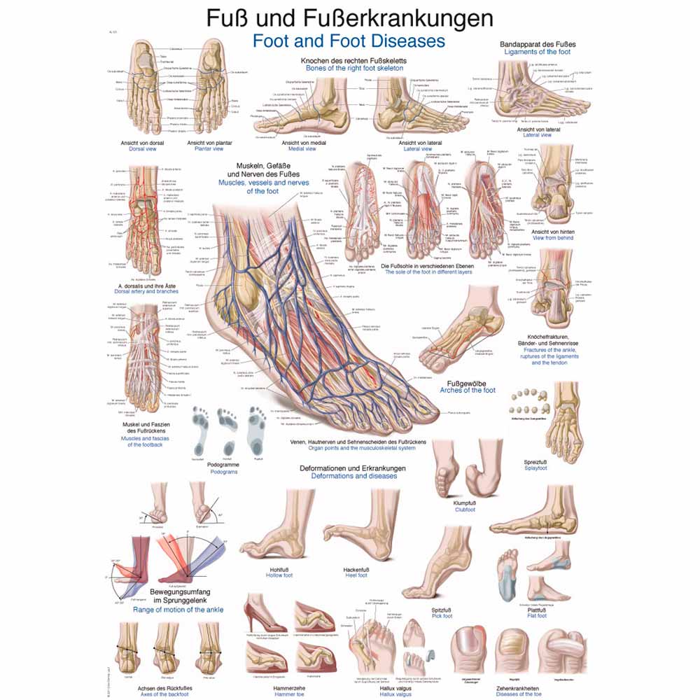 Erler Zimmer Anat. Chart "Foot and Food Diseases", 50x70cm
