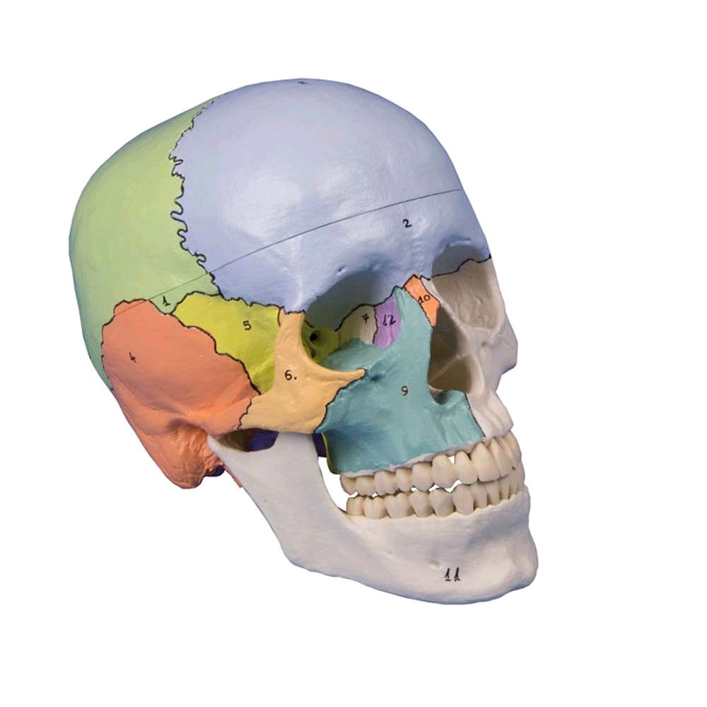 Erler Zimmer Skull model, 3-parts, didactical version, numbered