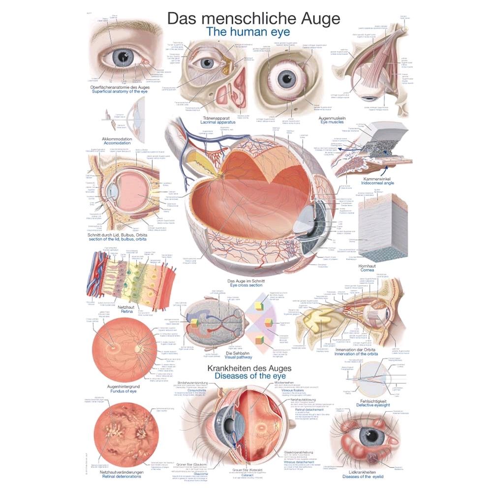 Erler Zimmer The human eye anatomical table, 50x70cm