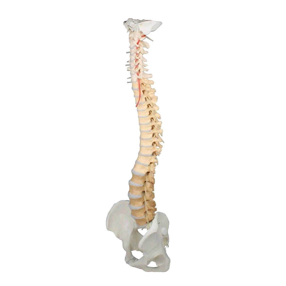 Erler Zimmer Spine with pelvis, vertebrae didactic colored
