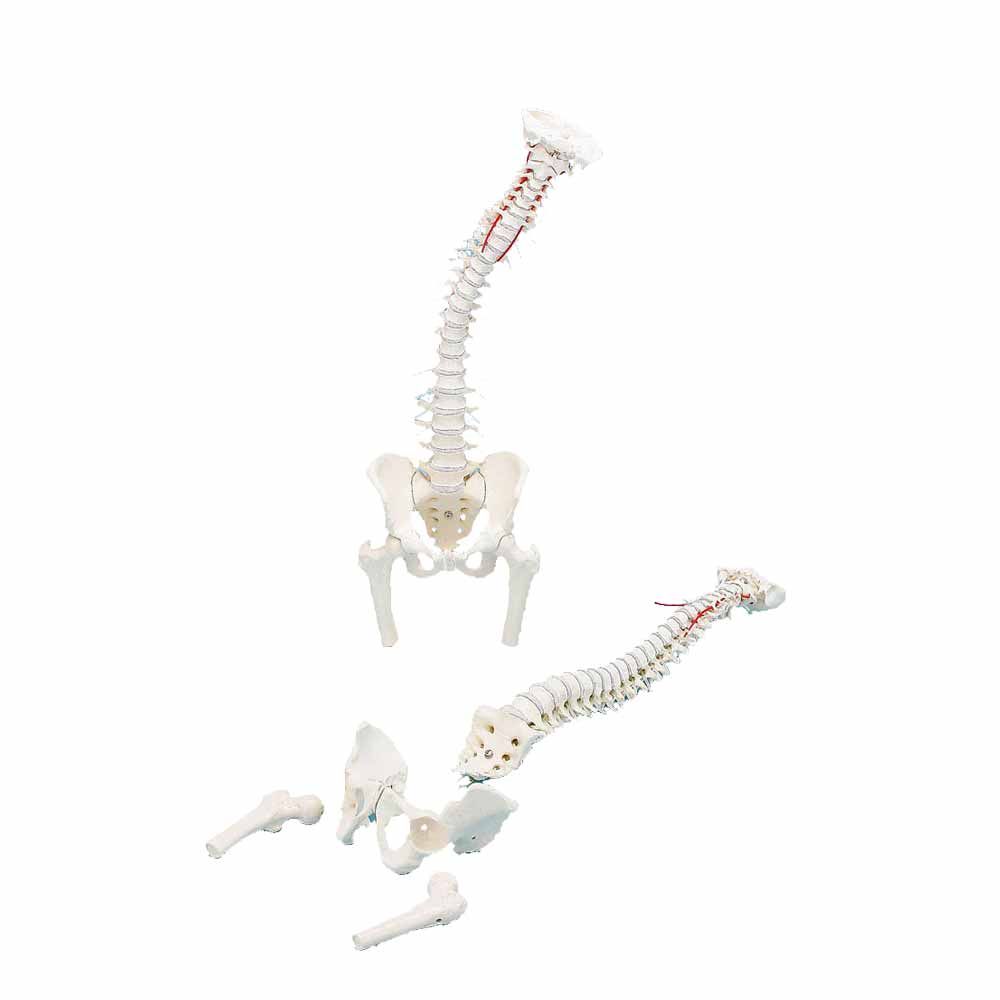 Erler Zimmer Vertebral Column w. Pelvis/Femoral Stumps, Diff. Variants