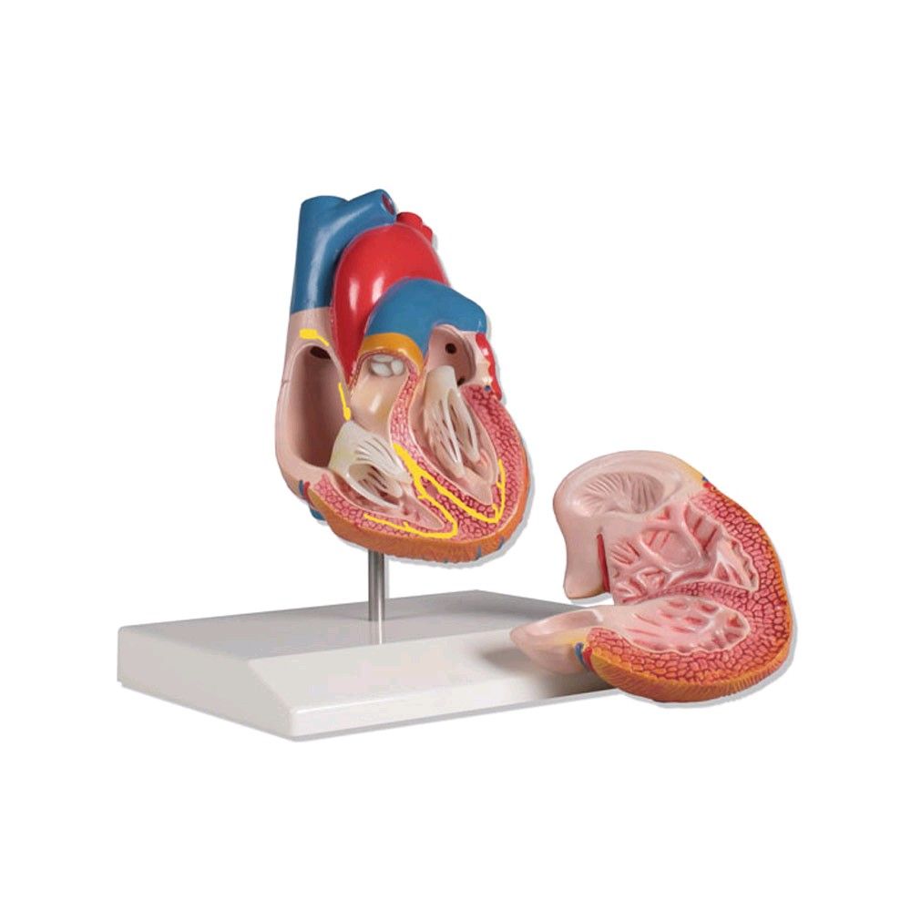 Erler Zimmer Heart Model with Conducting System, life-size, 2-part