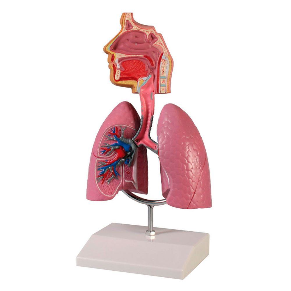 Erler Zimmer Model - Respiratory System, 1/2 Life Size