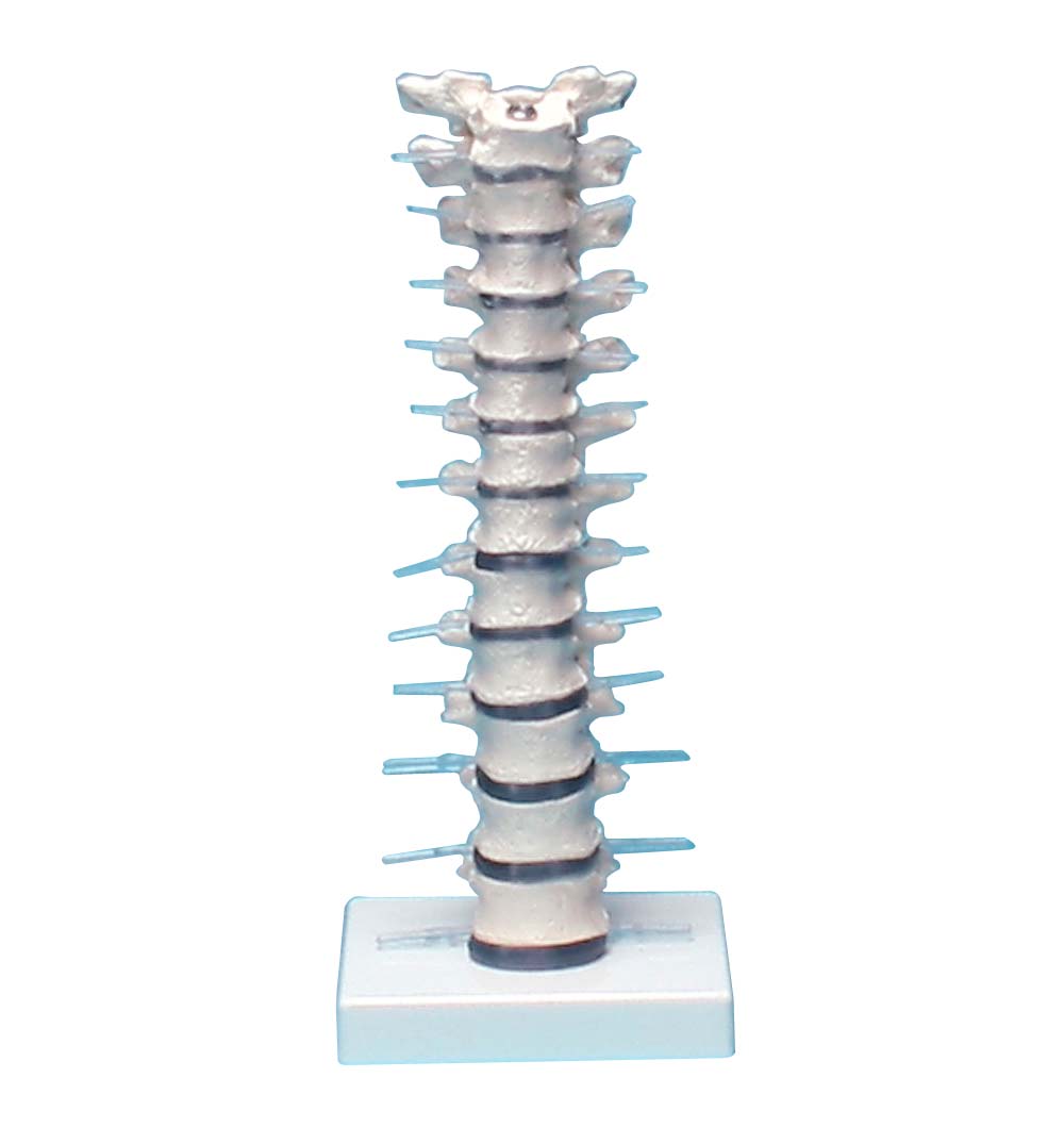 Erler Zimmer Thoracic Vertebral Column with Stand, Flexibly Mounted