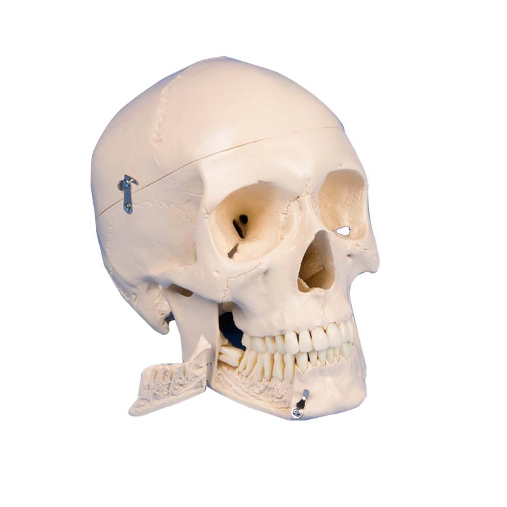 Erler Zimmer Dental Skull Model, 4 parts