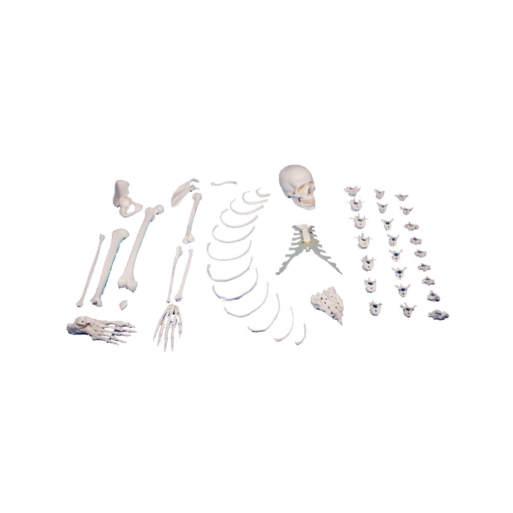 Erler Zimmer right Side Unassembled Half Skeleton,  Bone Collection