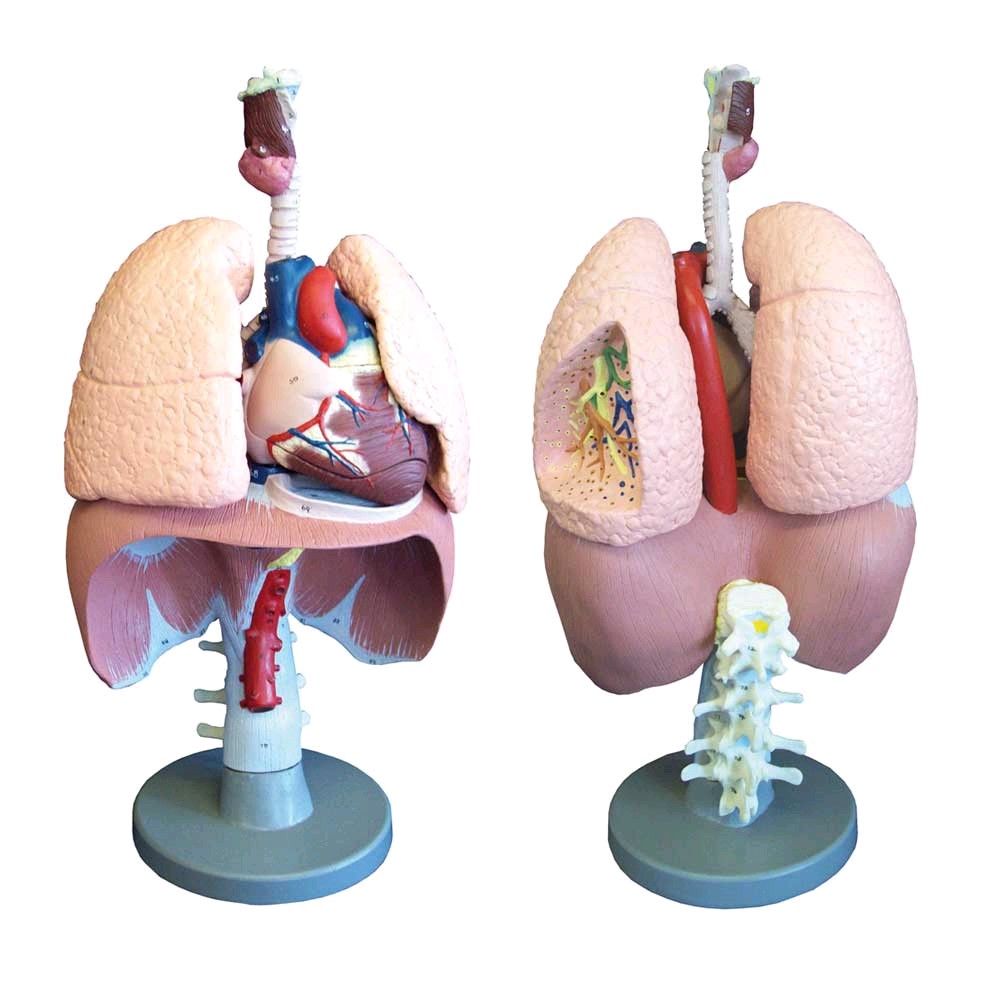 Model of the respiratory system life-size plastic numbered, dismantled