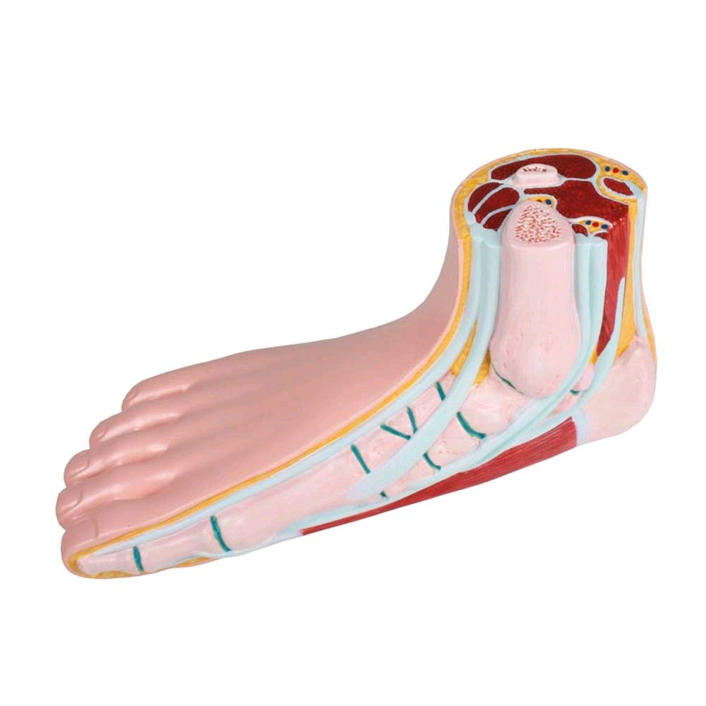 Erler Zimmer flat foot model, open media, life-size, right foot