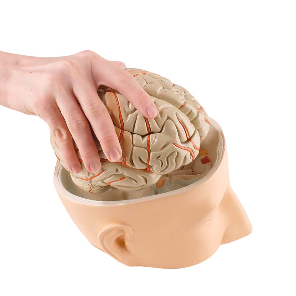 Erler Zimmer Model - Base of Head including 7-Part Brain