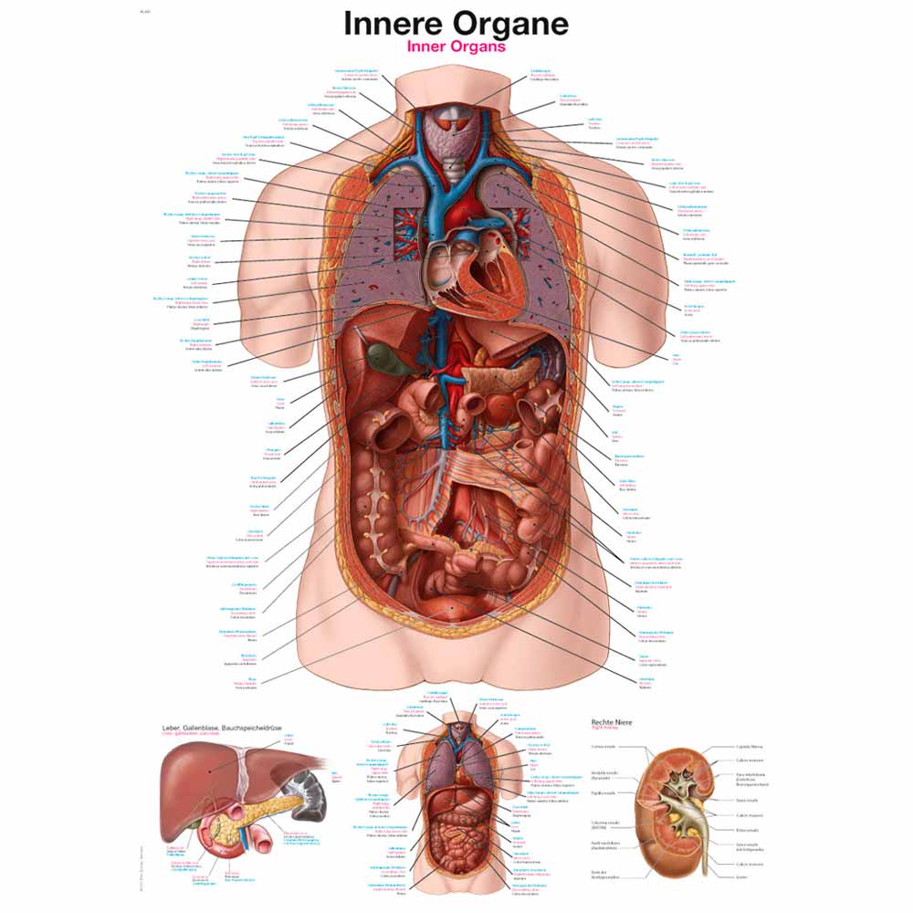 Erler Zimmer Anatomical Chart "Internal Organs", 70x100cm