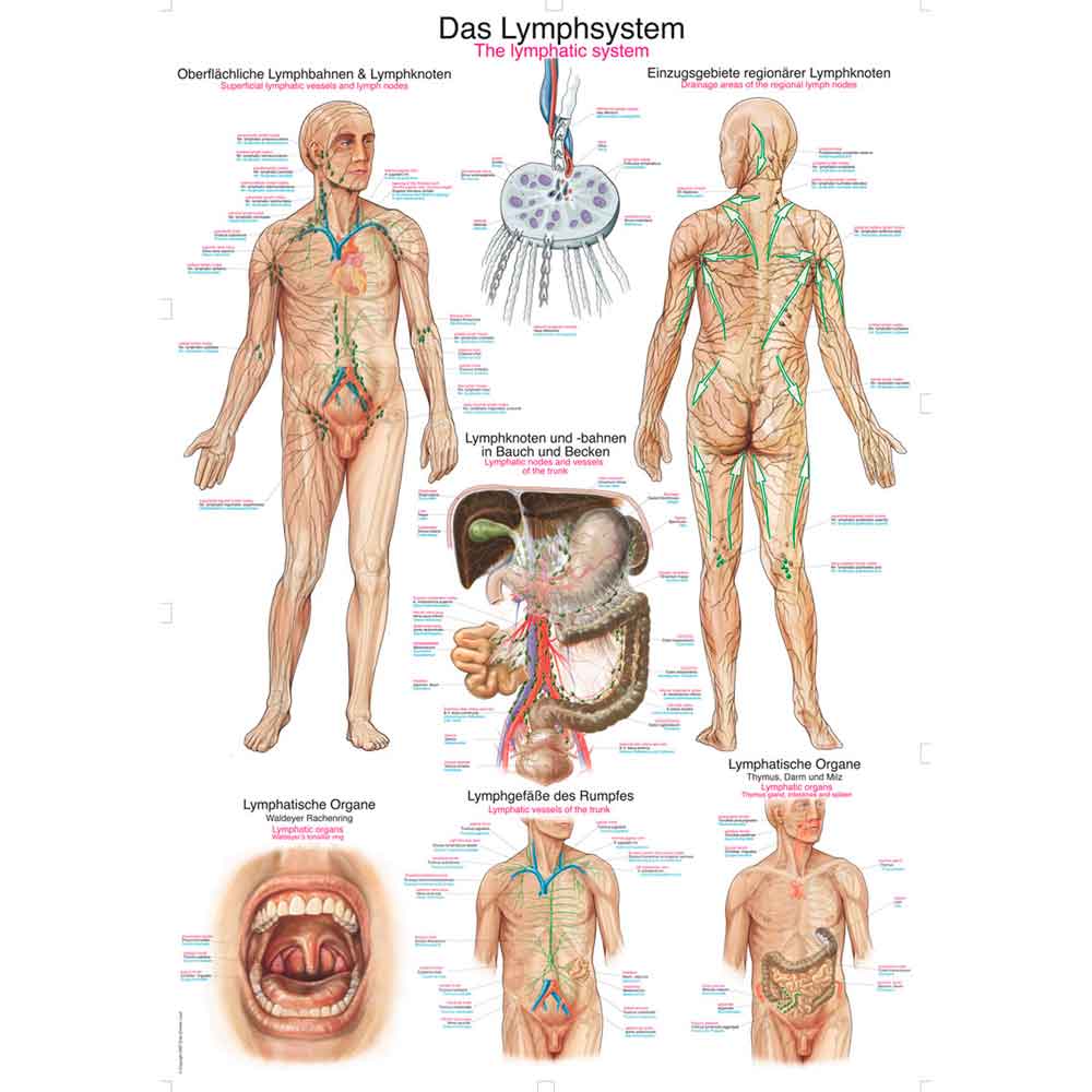 Erler Zimmer Anatomical Chart "Lymphatic System", 70x100cm