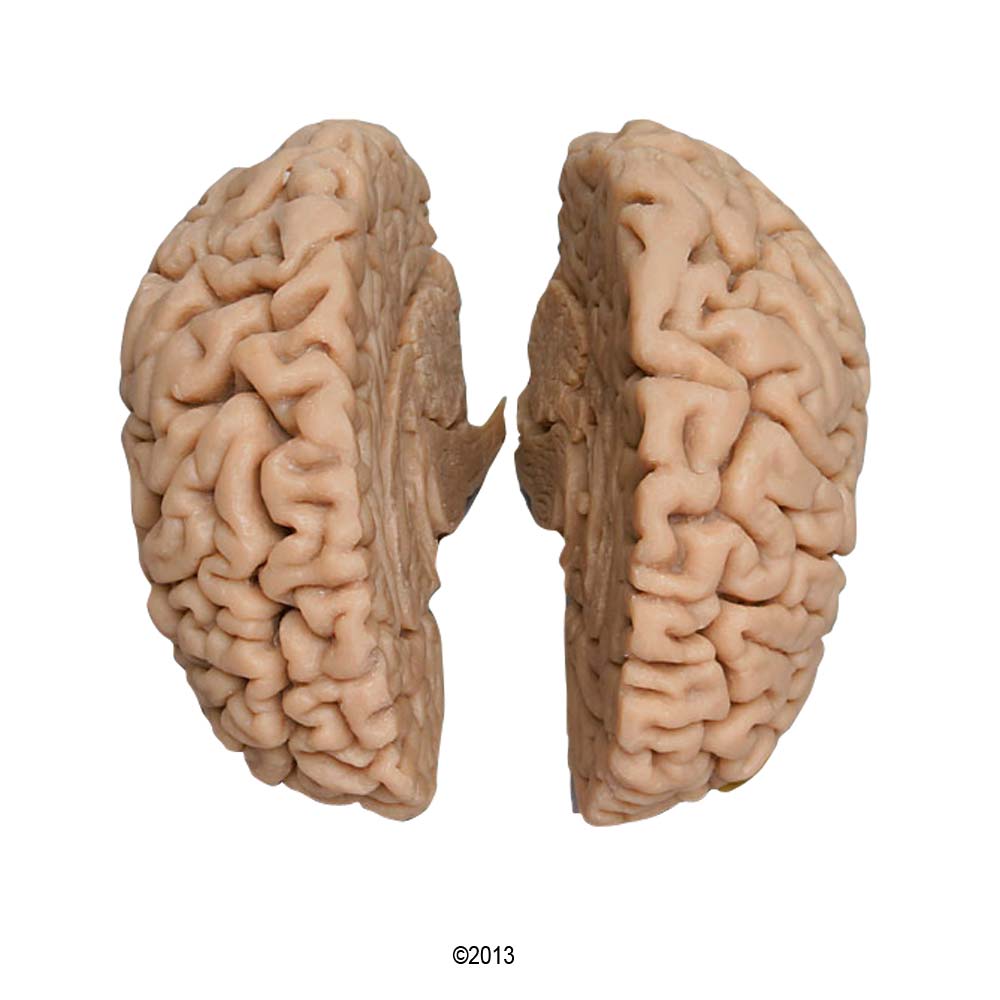 Erler Zimmer Human Brain, Actual Cast, Male