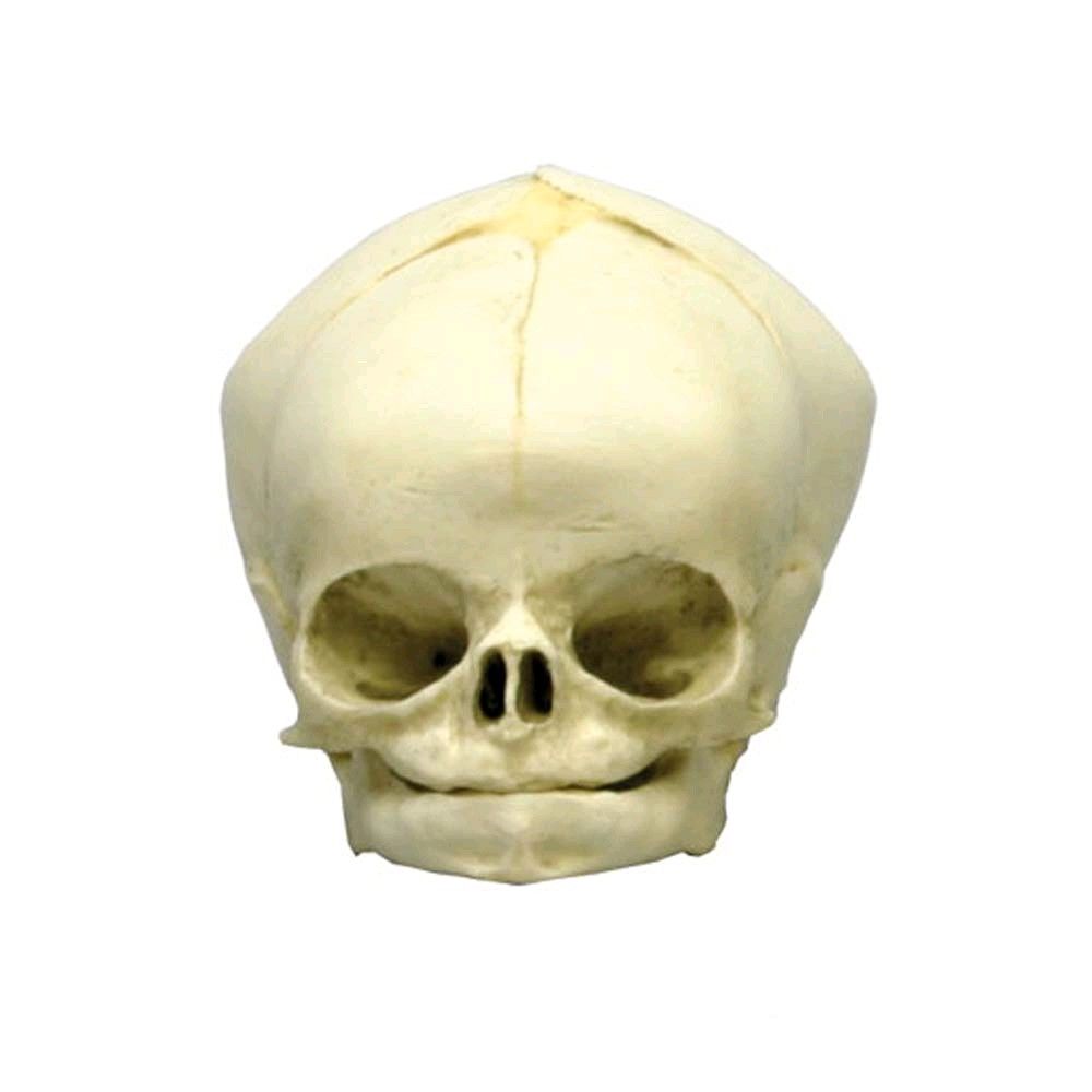 Erler Zimmer fetus skull anatomy model, 40. Development Weeks