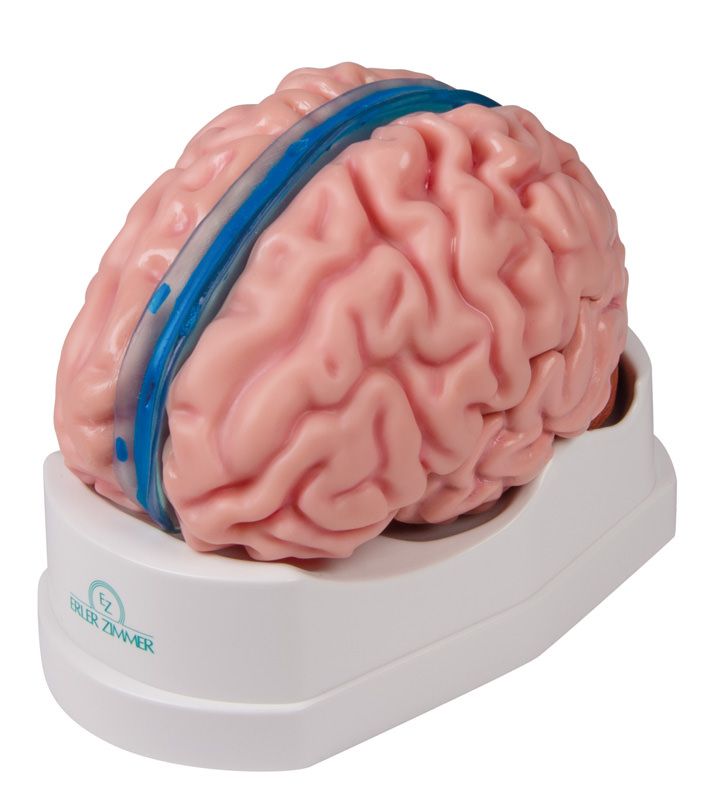 Brain model Erler Zimmer, 5-piece, life-size, incl. Teaching map