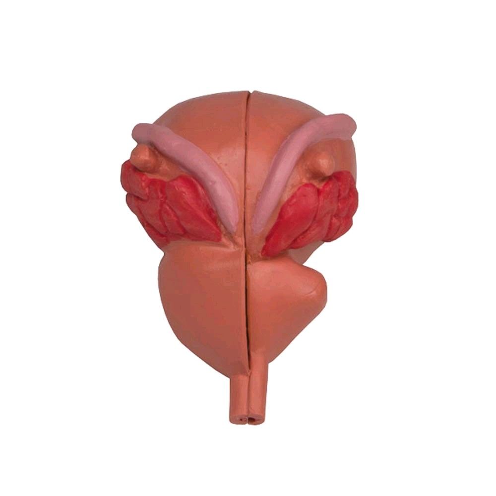 anatomical model of prostate by Erler Zimmer, 2-piece, 3/4 Size