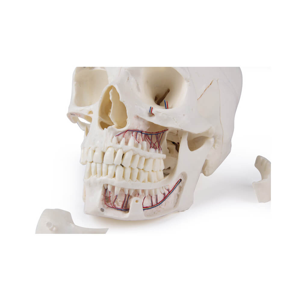 Luxury demonstration skull, 14 pieces, skull model from Erler Zimmer