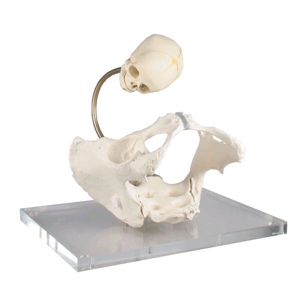 Erler Zimmer pelvis skeleton, birth canal, movable flexible life-size