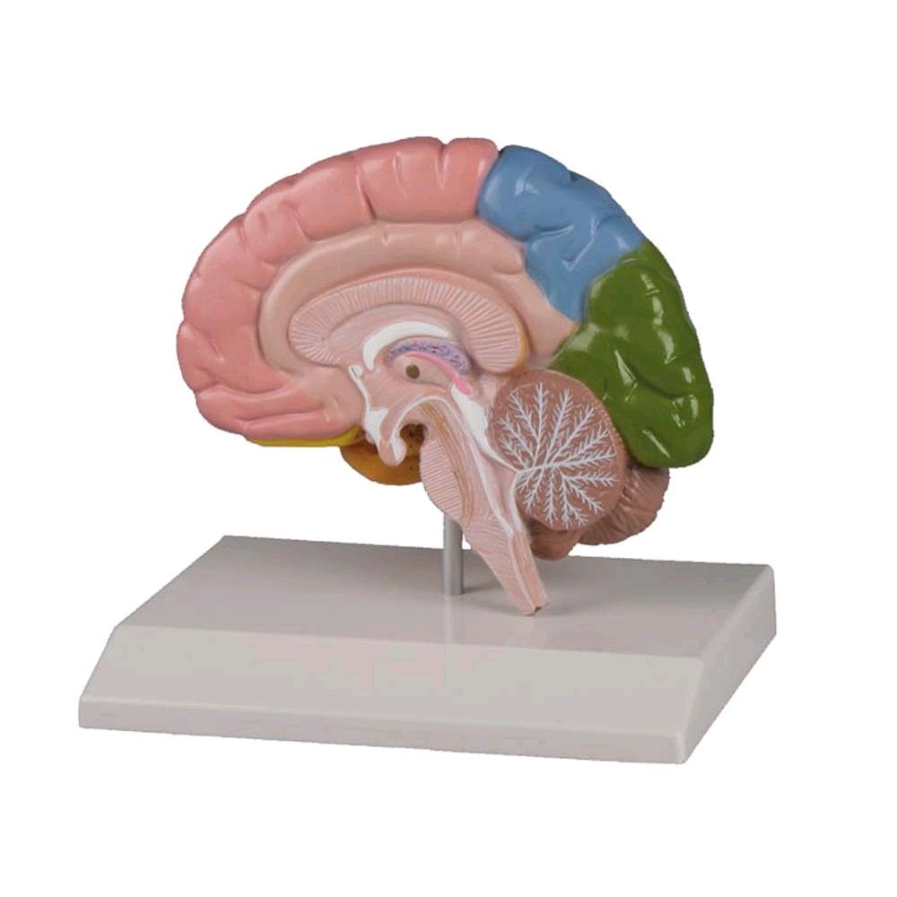 Brain model Erler Zimmer, color, educational map, lifesize