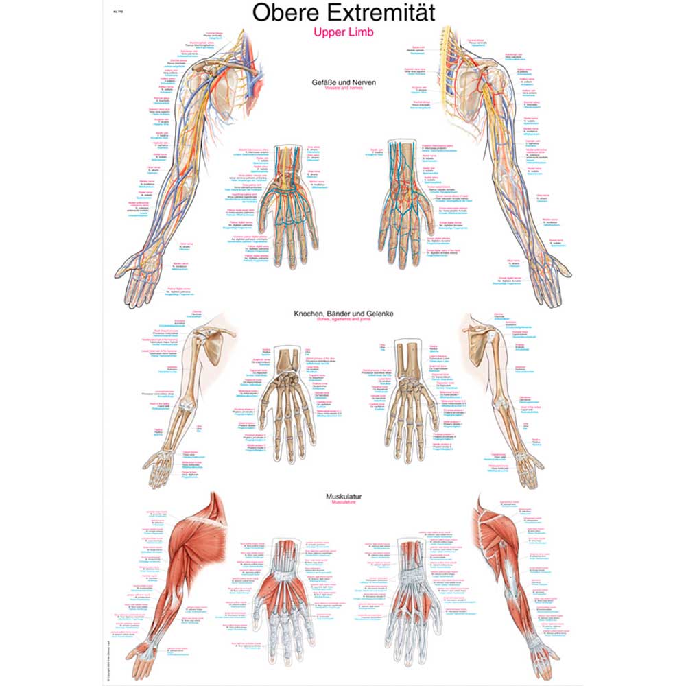 Erler Zimmer Anatomical Chart "Upper Limb", 50x70cm