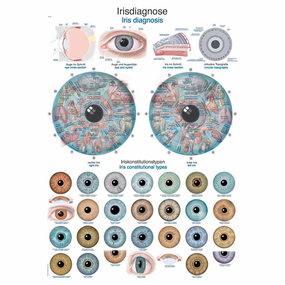 Erler Zimmer Anatomical Chart "Iris Diagnosis", 50x70cm