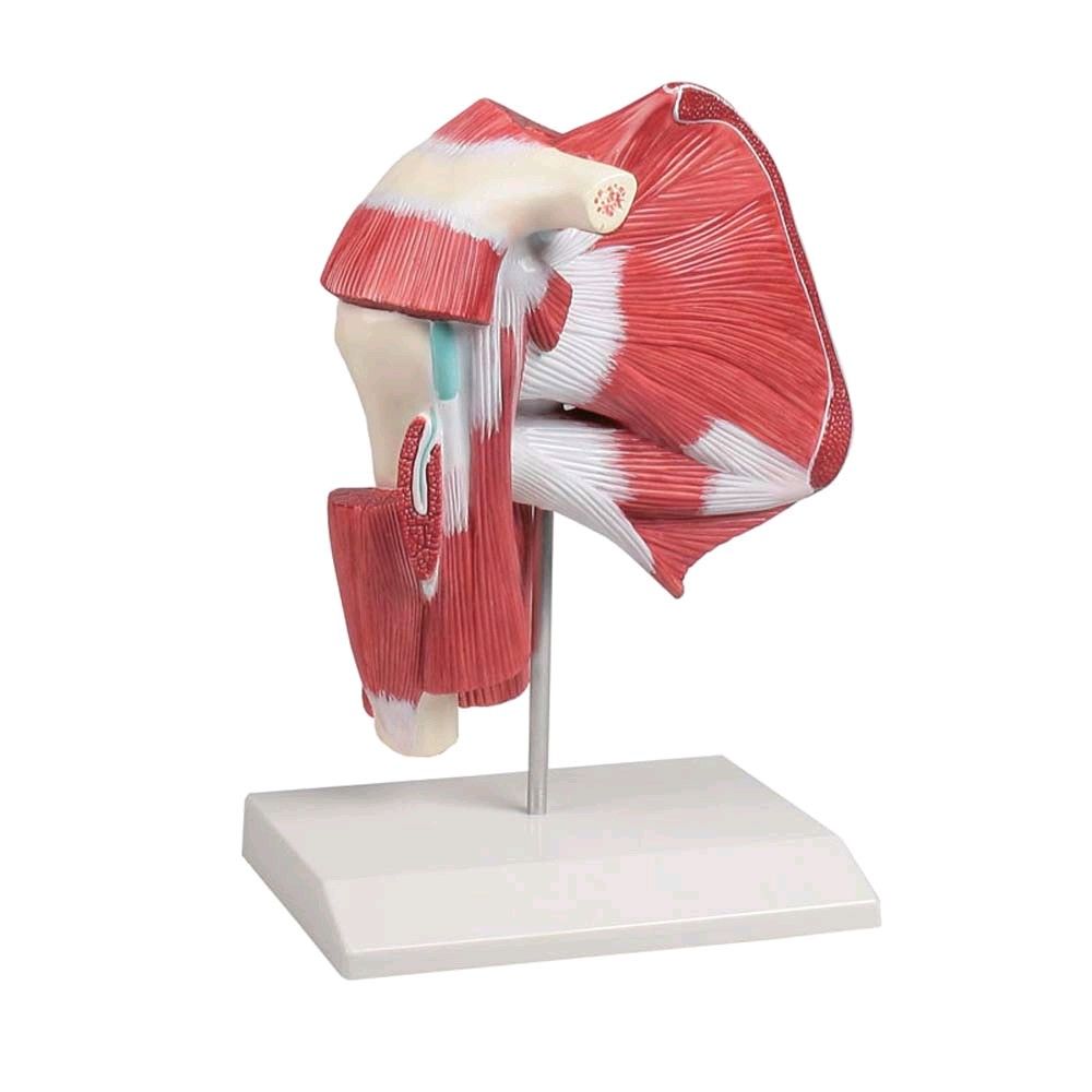 Erler Zimmer Model of shoulder muscles - deep muscles, life-size