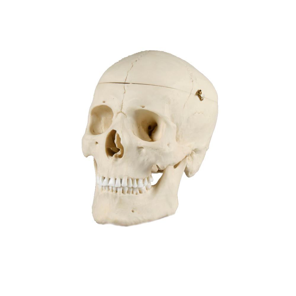 Erler Zimmer Adult Skull, Separable, Male