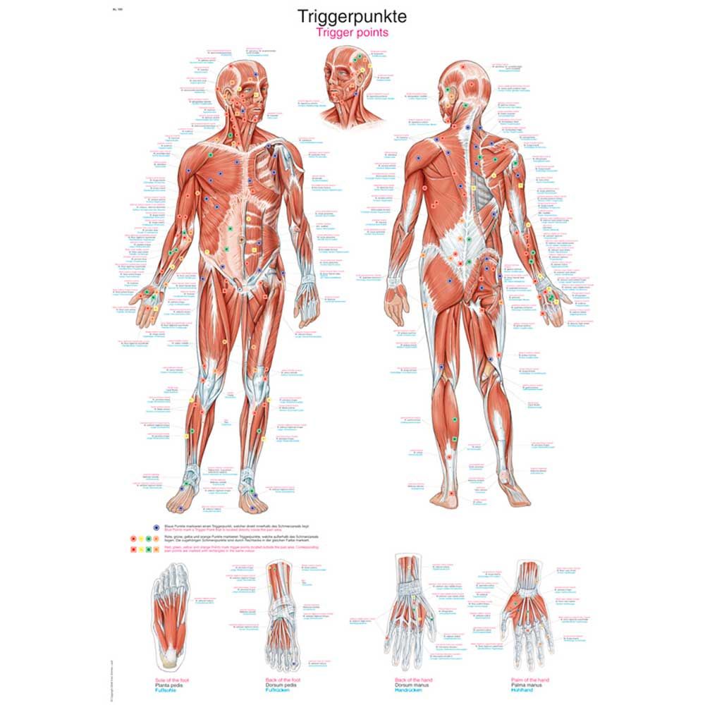 Erler Zimmer Anatomical Chart "Trigger Points", Different Sizes